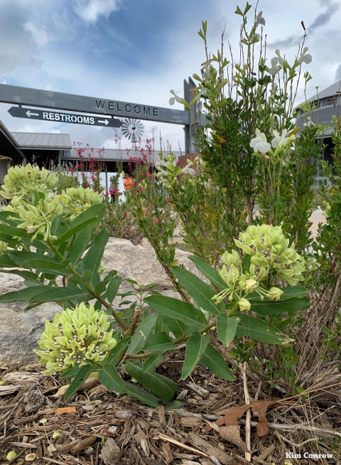 Native plants 