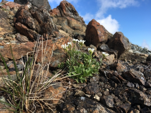 Photo of Kneeland prairie pennycress.