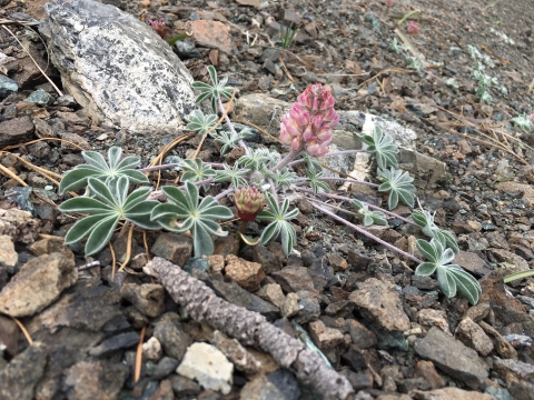 Photo of Lassics lupine.