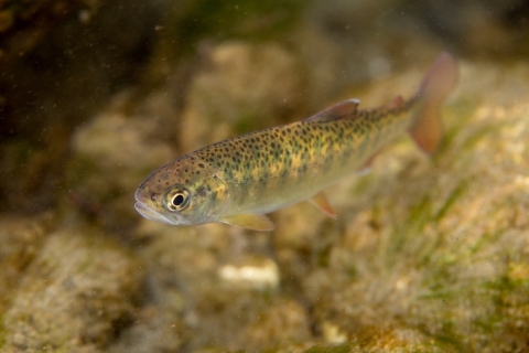 a fish underwater with dark spots 