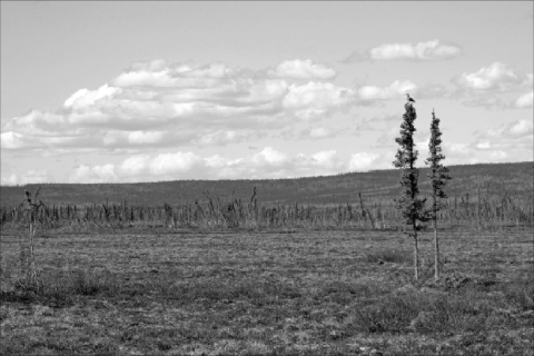 two trees in a shrubby environment with a bird perched in the highest tree and scattered clouds