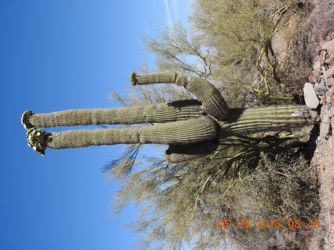 Saguaro cactus surrounded by other desert vegetation.