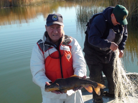 A volunteer holds an endangered razorback sucker captured during fish surveys on Cibola NWR.