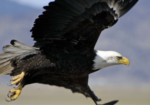 Bald eagle