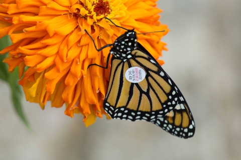 Tagged monarch butterfly on an orange flower