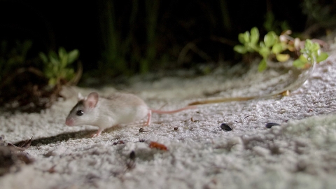 beach mouse running on beach