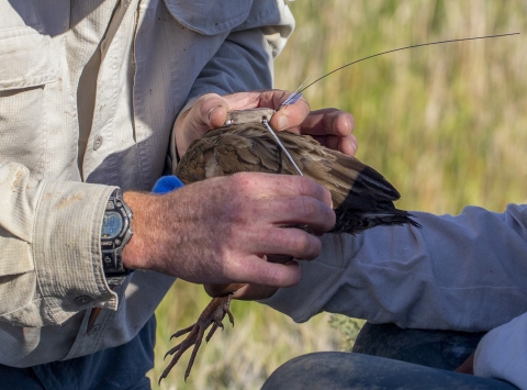 two people putting a device on a bird