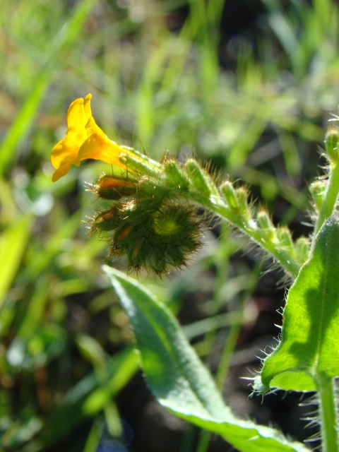 The flower head of the large-flowered fiddleneck shows the fiddleneck shape