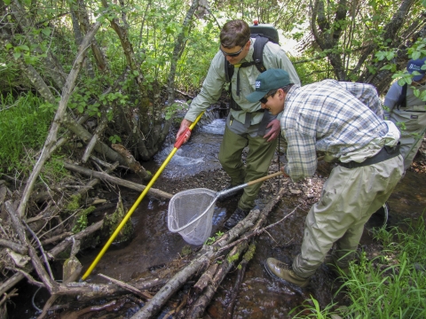 Two people standing in a creek holding nets.