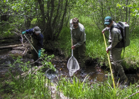 Three people standing in a shallow creek holding nets