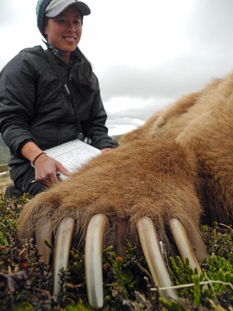 woman kneels next to a huge brown bear paw