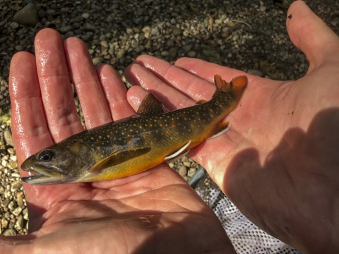 Two hands holding a green, yellow and red fish