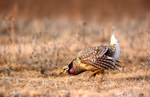 Male Sharp-tailed Grouse on Lek