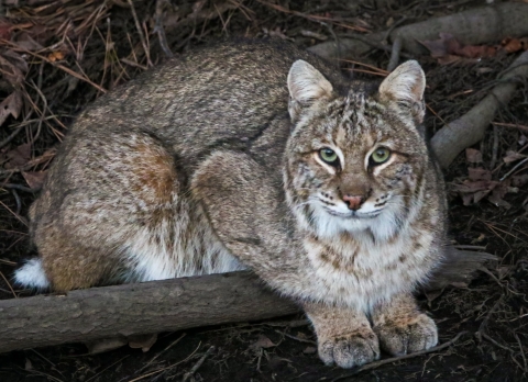 Large brown, grey & white cat crouching on the ground