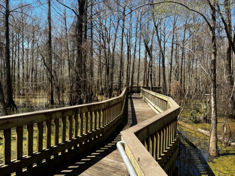 Cypress Trail boardwalk going through Cypress Swamp