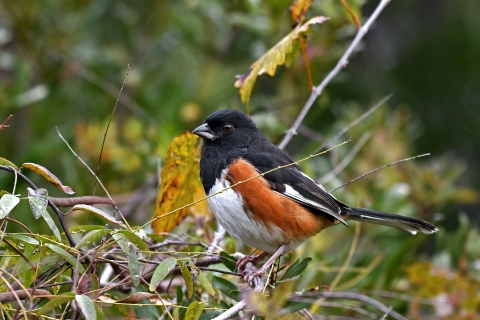 Black bird shows off its white belly and warm reddish-brown sides while perched on a branch surrounded by twigs and leaves.