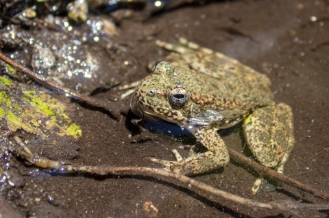 An olive green frog sits partially covered by shallow water