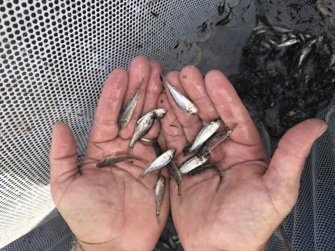 Two hands holding very small juvenile red drum fish with a net full in the background