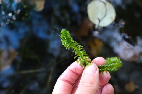 Hand holding a healthy fragment of Elodea above a waterbody.