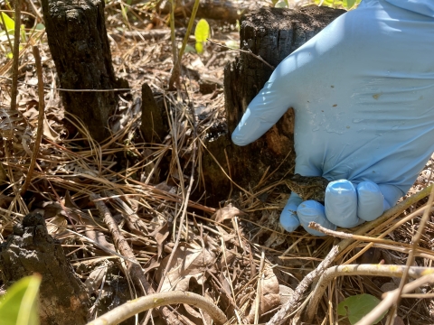 A gloved hand gently holding a gopher frog is resting on leaf littered forest floor near an old wood stump