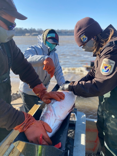 Service employees at the bank shore examining a fish. 