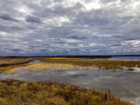 Golden wetlands under low clouds