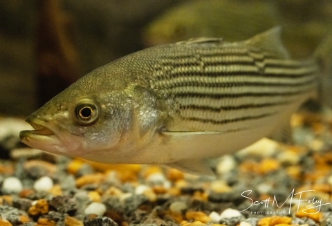 Striped Bass above rocks