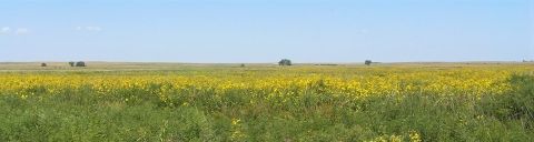 Sunflowers at Lacreek NWR