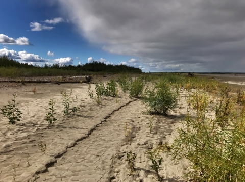 a river bank showing newly deposited sediment and small plants