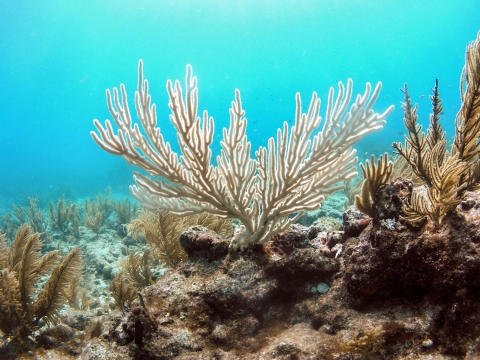 Underwater photograph of an unhealthy reef"