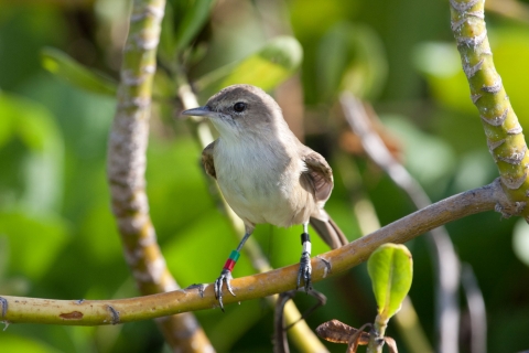 A brown bird with bands on it's legs perched on a branch.