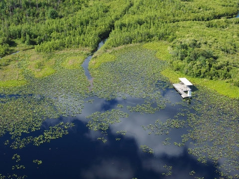 A platform sits above the swamp at Okefenokee Refuge.