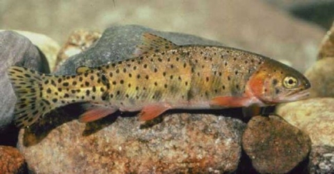 Cutthroat Trout