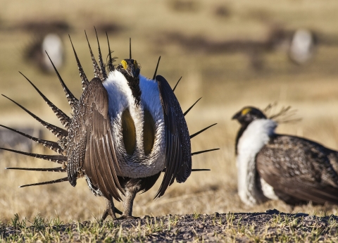  brown and white bird with pointed tail feathers stares forward. Another sage grouse is lying on the ground.