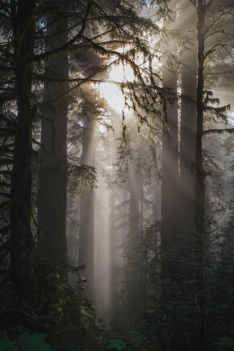 Jedediah Smith Redwoods State Park, Crescent City, CA