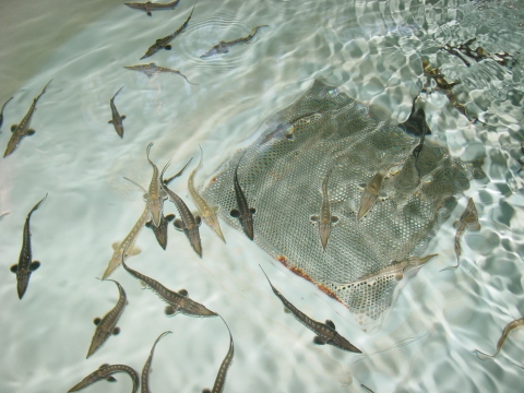 Small and various colored Atlantic sturgeon swimming in a tank