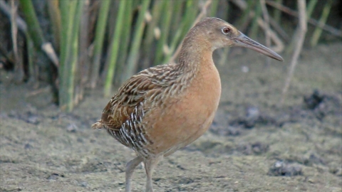 A king rail walking on dirt.