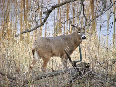 White-tailed Deer 