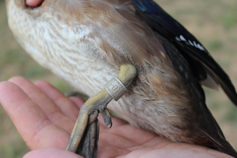 A wood duck leg with a band on it.