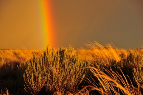 A vertical portion of a rainbow over amber waves of steppe grass