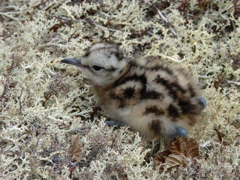 a small black and white bird on lichens