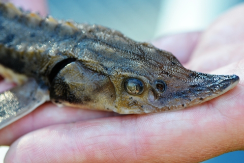 Juvenile lake sturgeon in hand