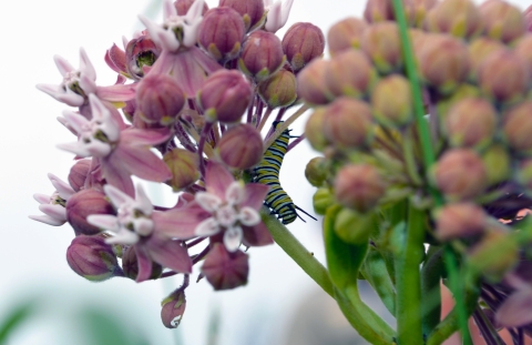 Monarch caterpillar on common milkweed