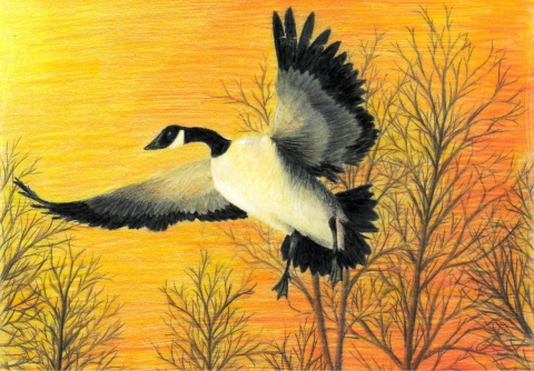 Kentucky Junior Duck Stamp Best of Show 2022