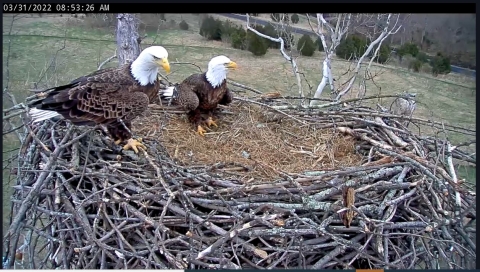 two eagles sitting on nest in top of tree