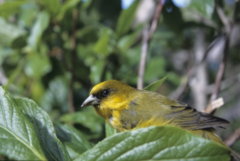 An ʻakekeʻe Birds perches on a green branch. It has a yellowish-green body with a tiny black eye.