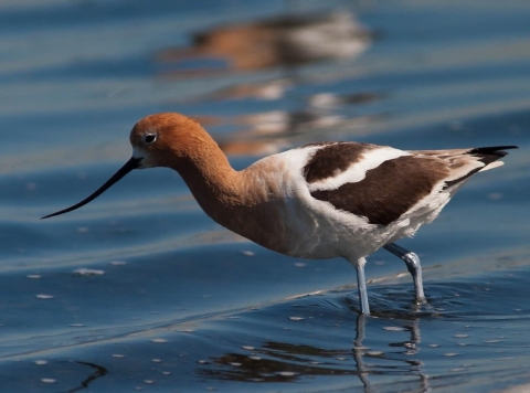 American Avocet