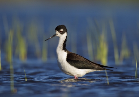 Black-necked stilt wading in water with green vegetation in background