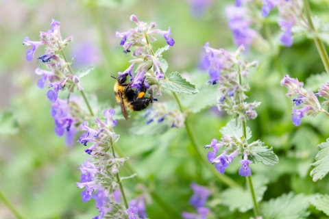 A fuzzy bumblebee clings onto the buds of a purple flower.