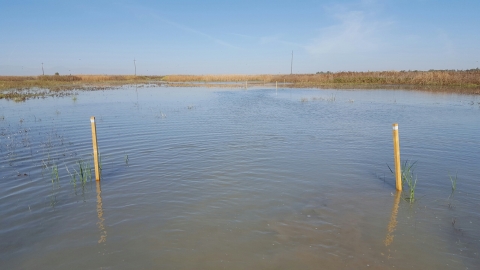 photo shows part of the walkway to a hunt blind. water with two stake guides one on the left and one on the right in water. brown vegetation in background